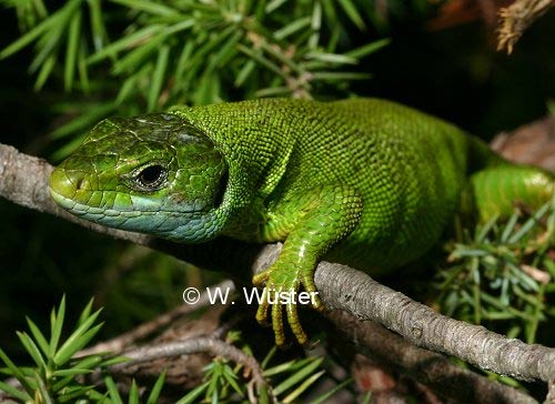  Lacerta viridis ID = 