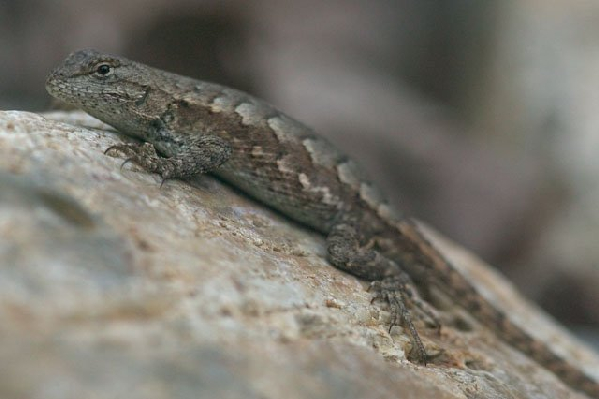  Sceloporus undulatus ID = 