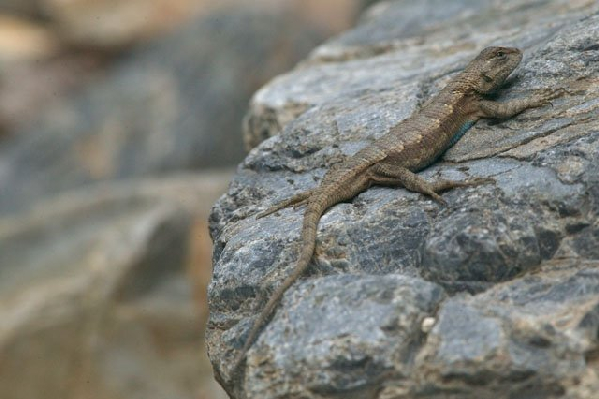  Sceloporus undulatus ID = 