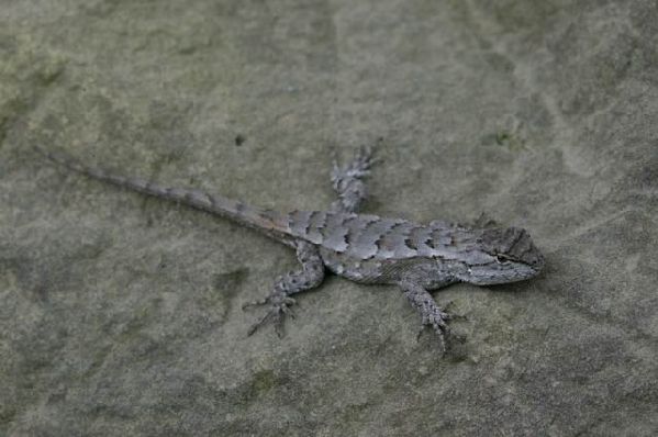  Sceloporus undulatus ID = 