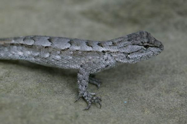  Sceloporus undulatus ID = 