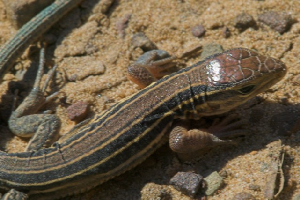  Cnemidophorus sexlineatus viridis ID = 