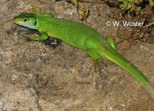  Lacerta viridis ID = 