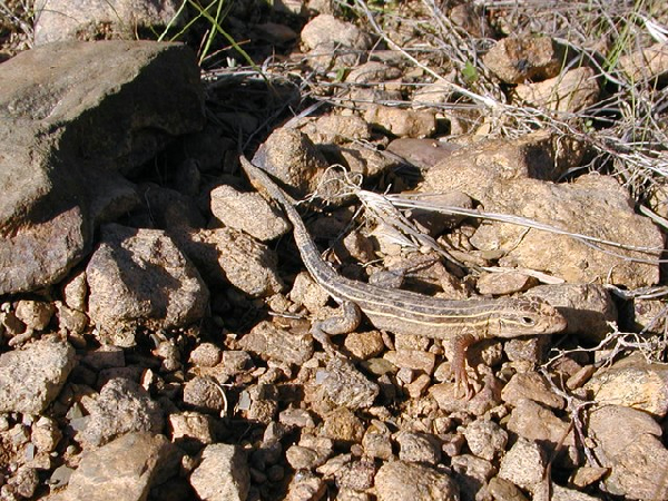  Cnemidophorus sexlineatus viridis ID = 