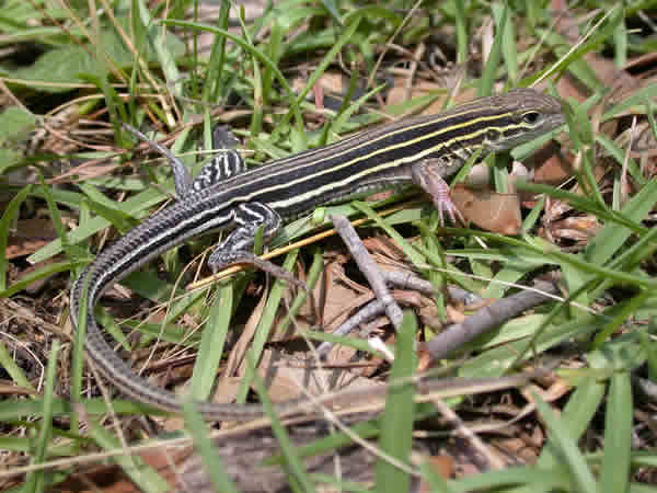  Cnemidophorus sexlineatus sexlineatus ID = 