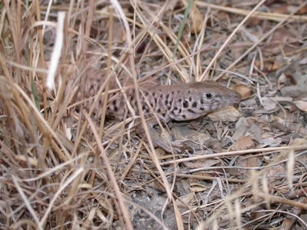  Cnemidophorus tigris punctilinealis ID = 