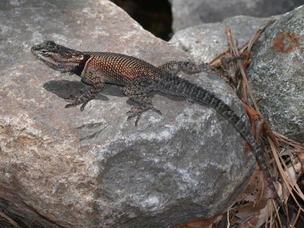  Sceloporus jarovii jarovii ID = 