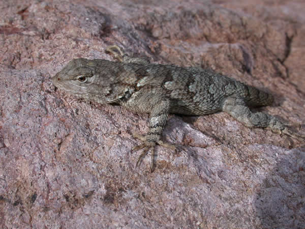  Sceloporus clarkii ID = 