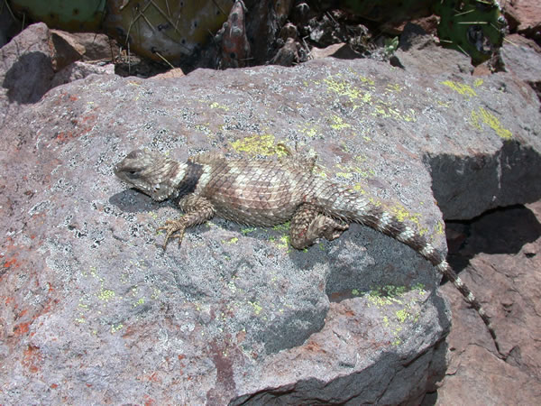  Sceloporus poinsettii ID = 