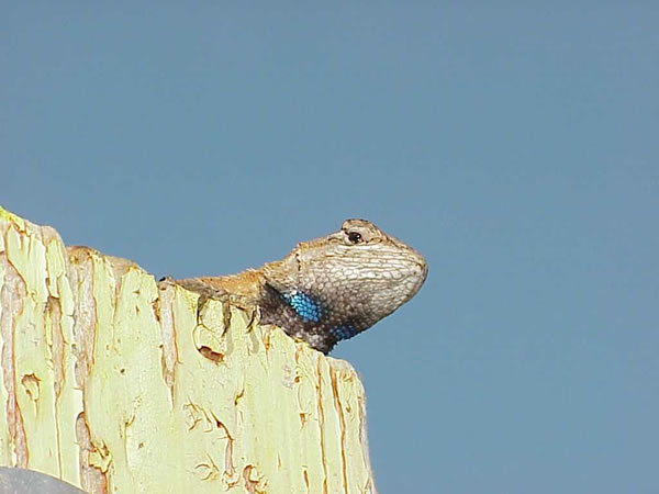  Sceloporus undulatus hyacinthinus ID = 