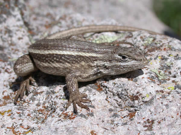  Sceloporus undulatus consobrinus ID = 