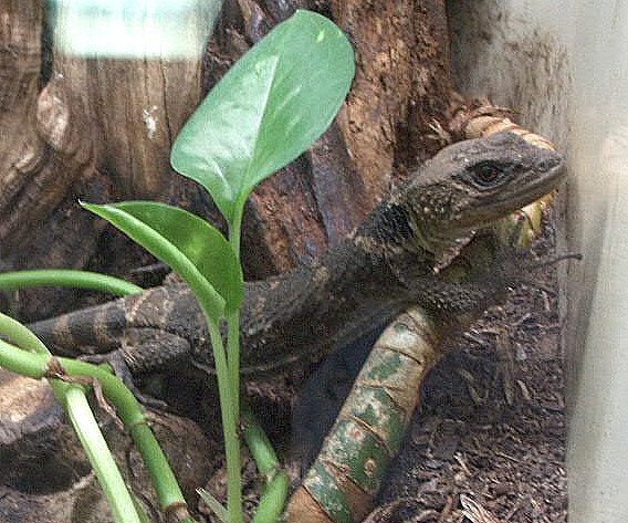  Oaxacan Rock Lizard ID = 