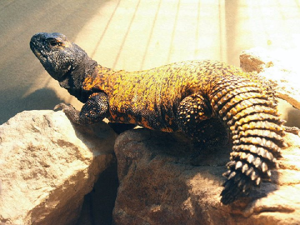  Uromastyx acanthinurus ID = 