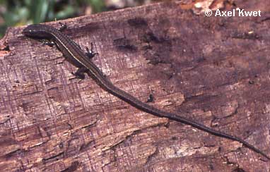  Pantodactylus schreibersii ID = 