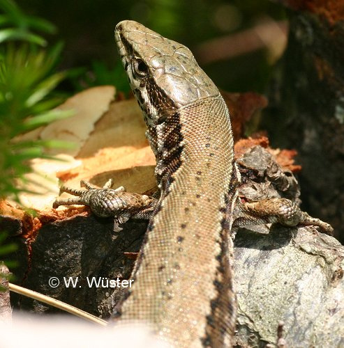  Podarcis muralis ID = 