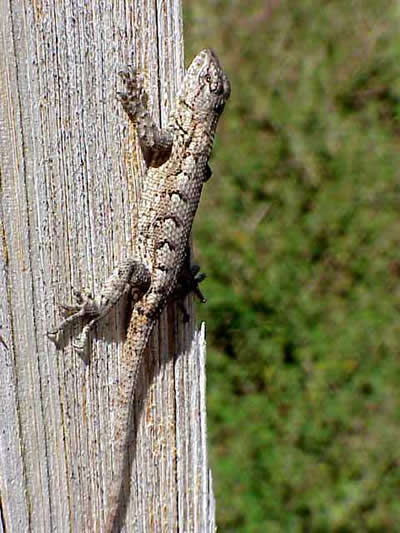  Sceloporus undulatus hyacinthinus ID = 