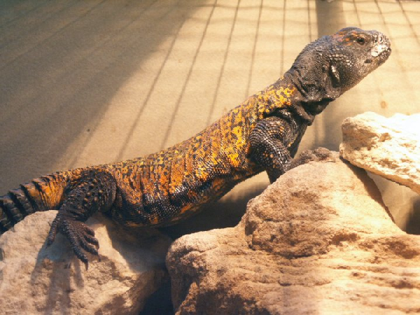  Uromastyx acanthinurus ID = 