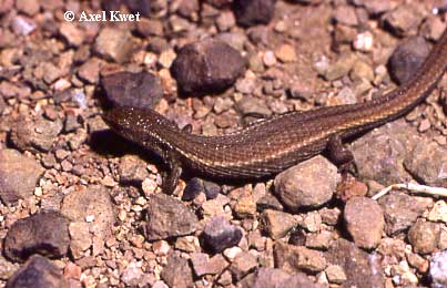  Pantodactylus schreibersii ID = 