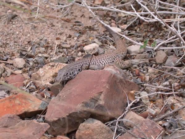  Cnemidophorus tigris punctilinealis ID = 