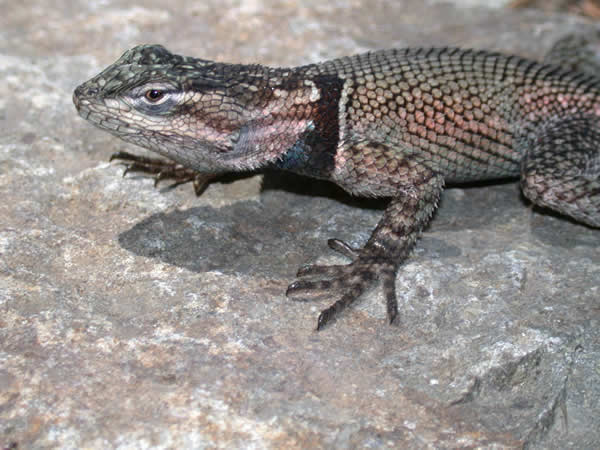  Sceloporus jarovii jarovii ID = 