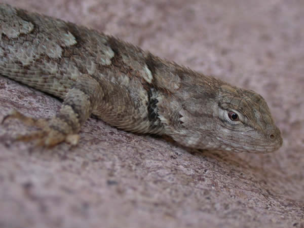  Sceloporus clarkii ID = 