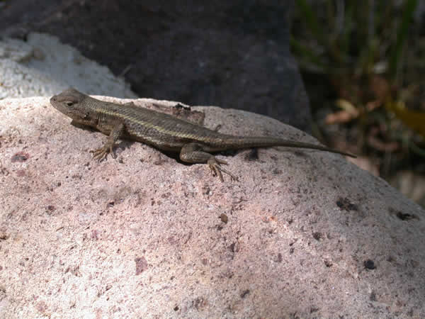  Sceloporus virgatus ID = 