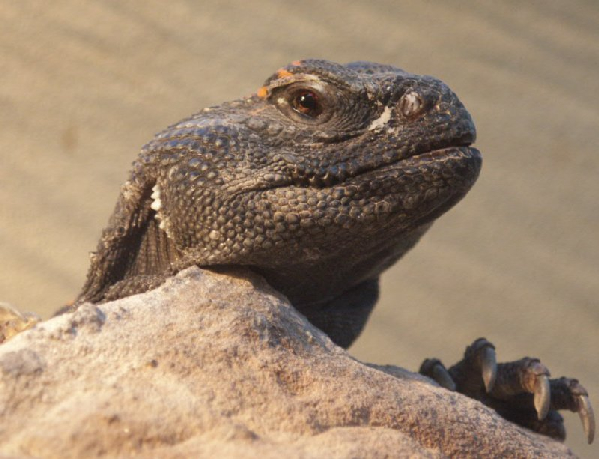  Uromastyx acanthinurus ID = 