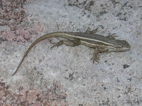  Sceloporus undulatus consobrinus ID = 