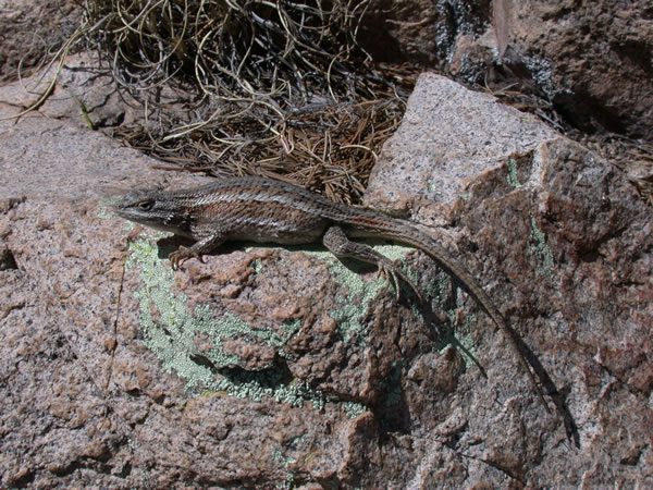  Sceloporus undulatus consobrinus ID = 