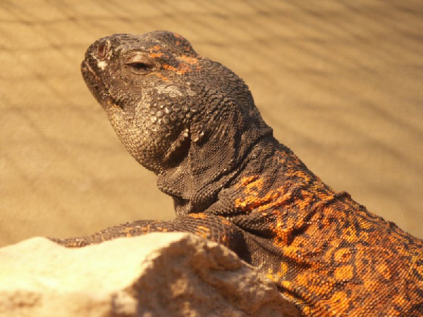  Uromastyx acanthinurus ID = 