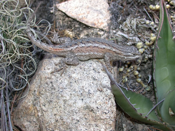  Sceloporus undulatus consobrinus ID = 