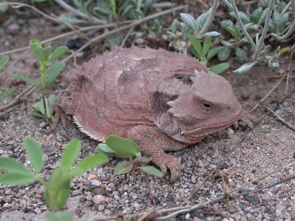  Phrynosoma douglasii ID = 