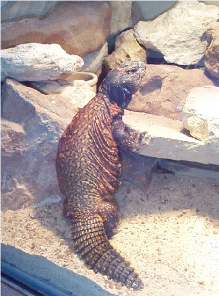  Uromastyx acanthinurus ID = 