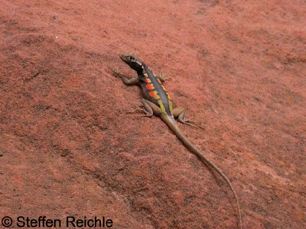  Tropidurus melanopleurus ID = 