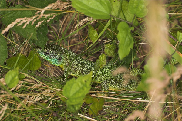  Lacerta bilineata ID = 