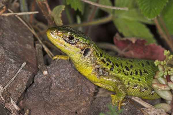  Lacerta bilineata ID = 