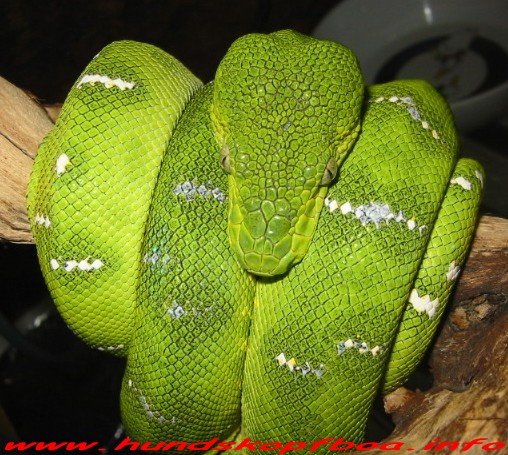  Corallus Caninus ID = 