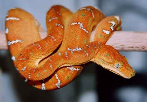  Corallus Caninus Jungtier ID = 