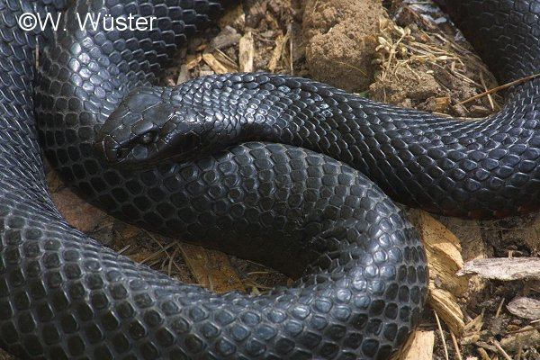  Pseudechis porphyriacus ID = 