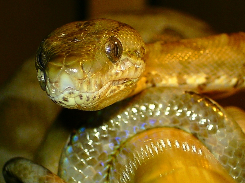  Corallus hortulanus ID = 