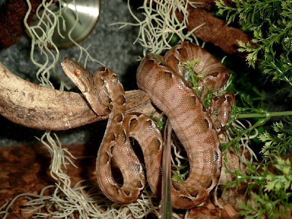  Corallus Hortulanus ID = 