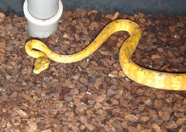  Corallus  Hortulanus ID = 