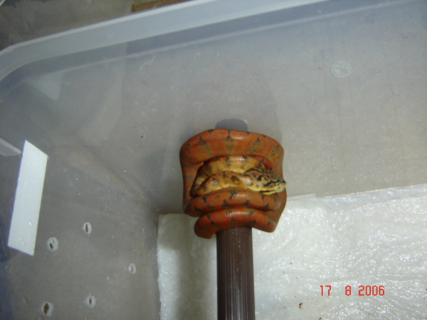  Corallus Hortulanus ID = 