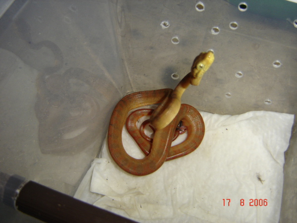  Corallus Hortulanus ID = 