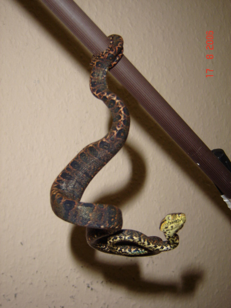  Corallus Hortulanus ID = 