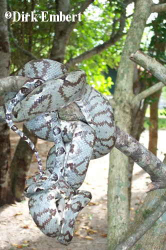  Corallus hortulanus ID = 