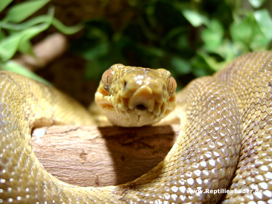  corallus hortulanus ID = 