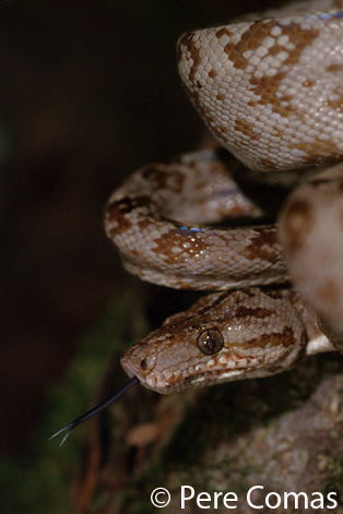  Corallus hortulanus ID = 