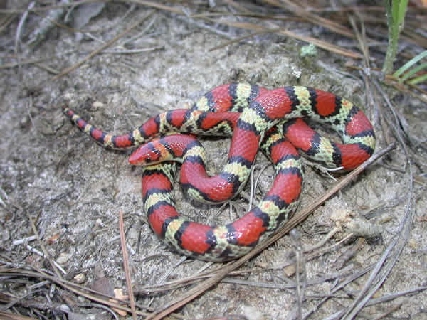  Cemophora coccinea coccinea ID = 