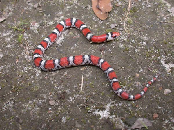  Cemophora coccinea coccinea ID = 